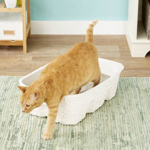 cat stepping out of Nature's Miracle Disposable Cat Litter Box