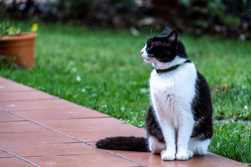 gato con collar sentado al aire libre