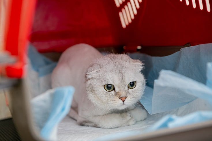 cat with pee pads in carrier