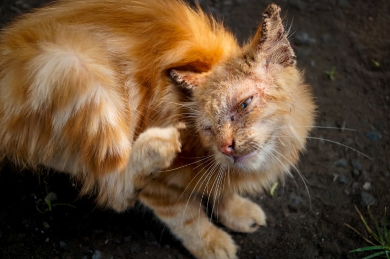 cat with scabies