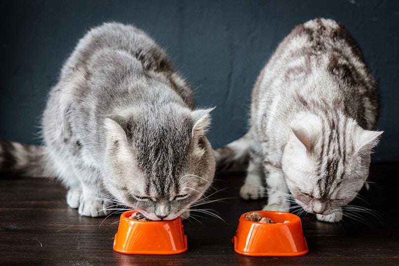 नारंगी कटोरे से खाने वाली बिल्लियाँ