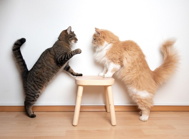 cats staring at each other while leaning on a small chair