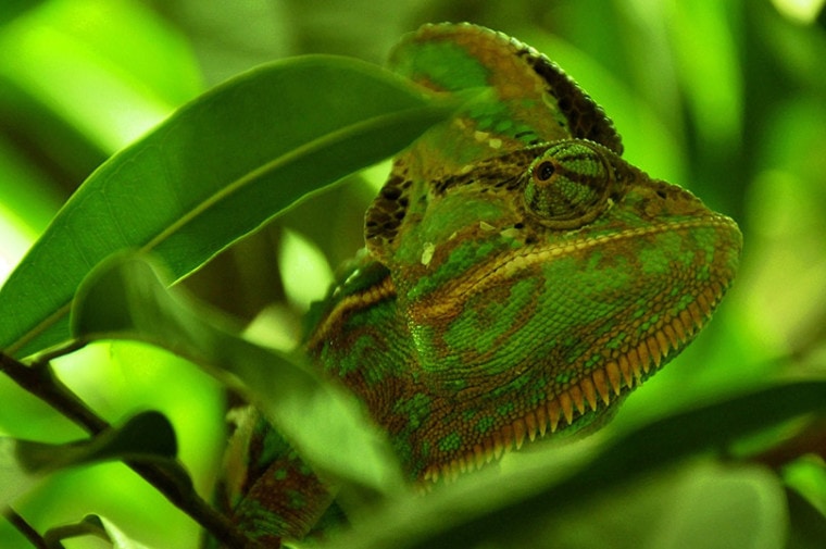 chameleon hiding behind the leaves