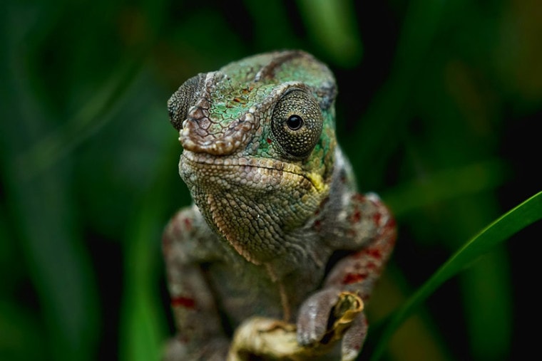 close up of a chameleon