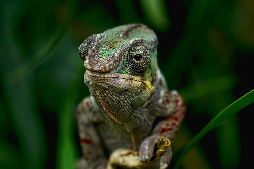 Are Chameleons Dangerous?