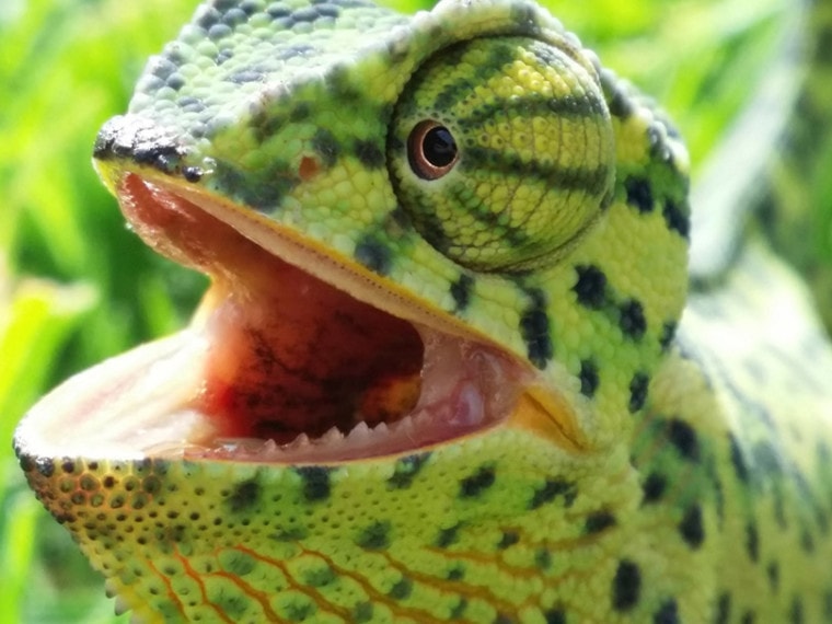 close up of chameleon with mouth open