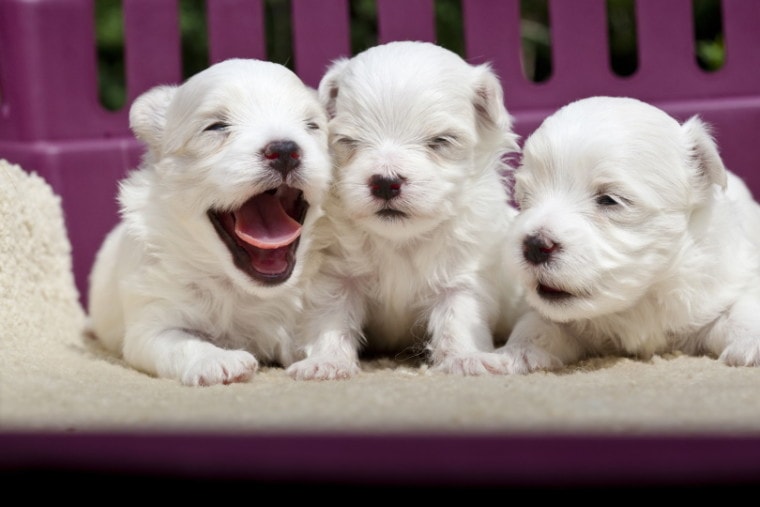 cute white puppies