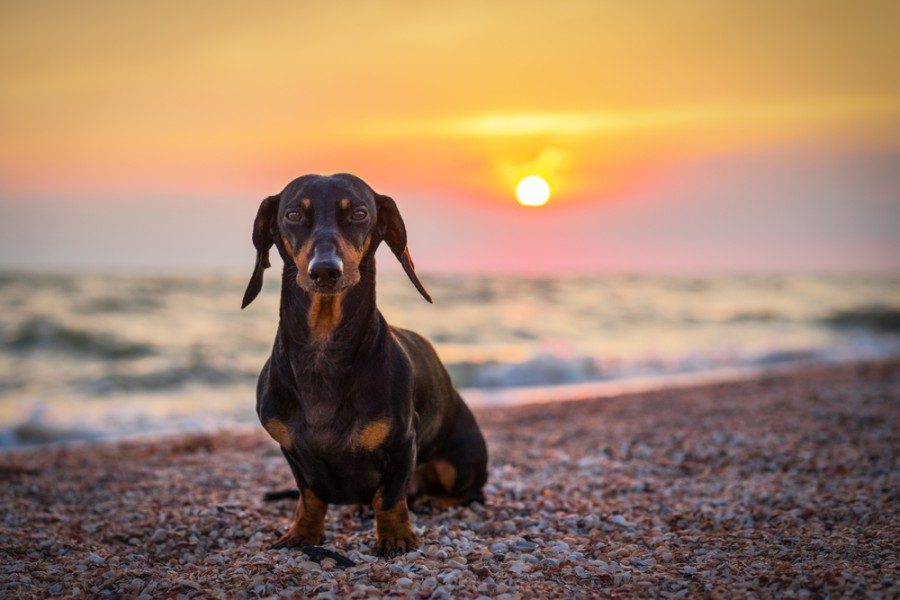 dachshund by the beach during sunset