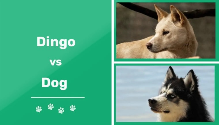dingo vs dog - feature