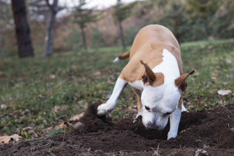 Why Do Dogs Bury Bones? What You Need to Know! | Pet Keen