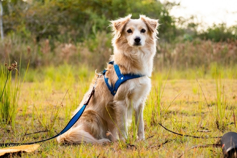 dog wearing harness outdoors