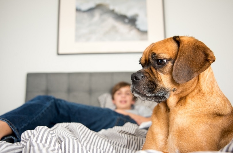dog with his owner on the bed