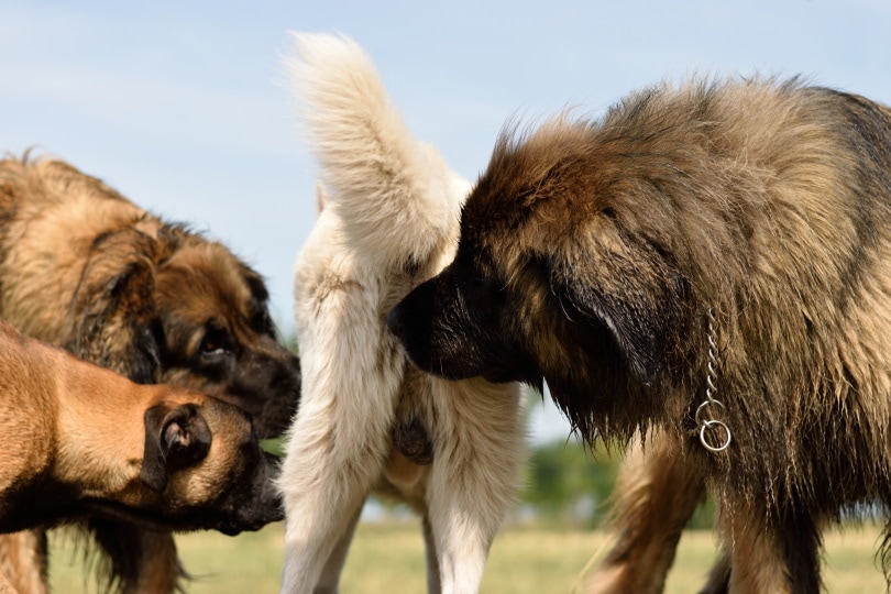 dogs sniffing each other