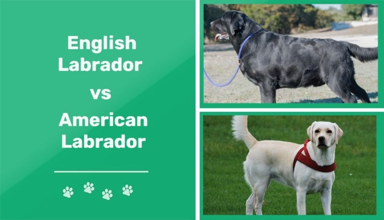 english labrador vs amercian labrador - ft