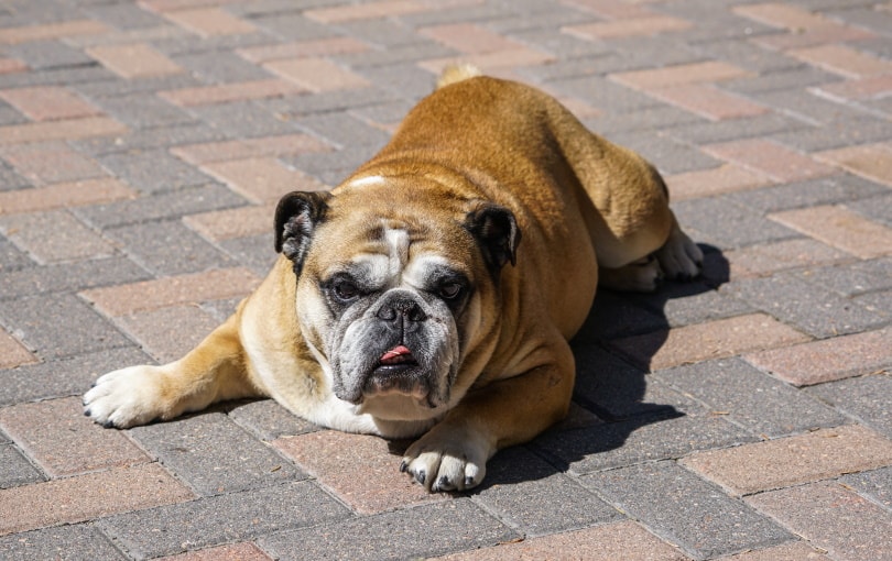 female bulldog lying on the floor