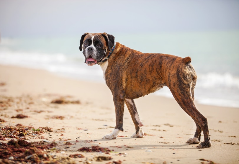 female boxer dog on sand