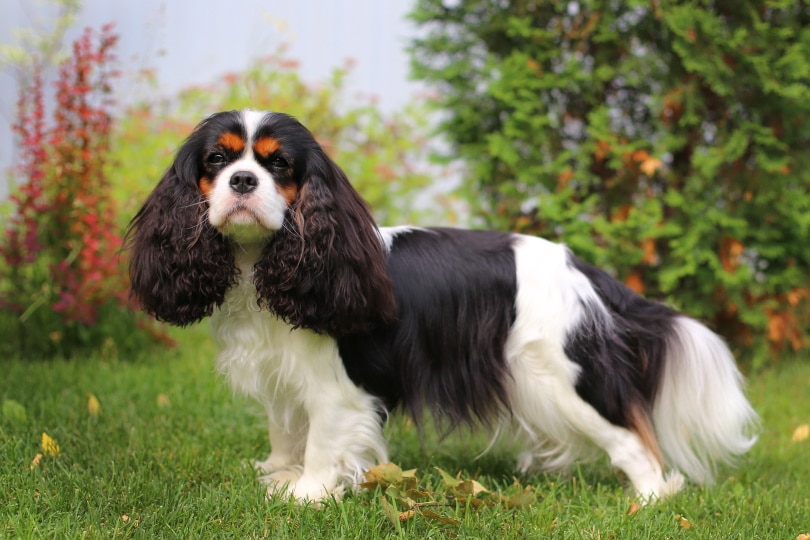 10 Common Cavalier King Charles Spaniel Colors - Pet Keen
