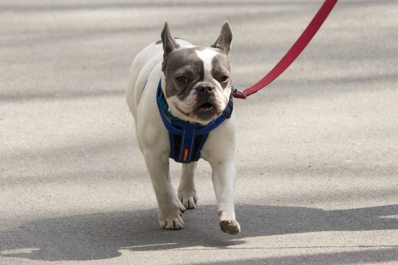 How Much Are French Bulldogs in 2022? Everything You ...