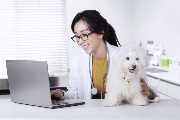 female vet on computer with white dog