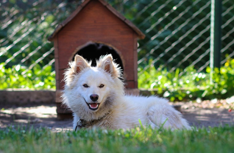 fluffy dog resting on the grass in front of dog house