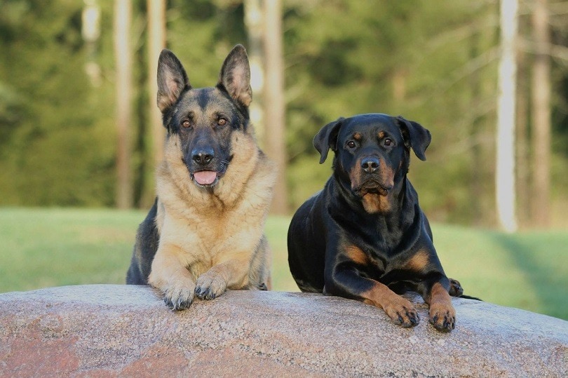 Are Rottweilers Good With Other Dogs
