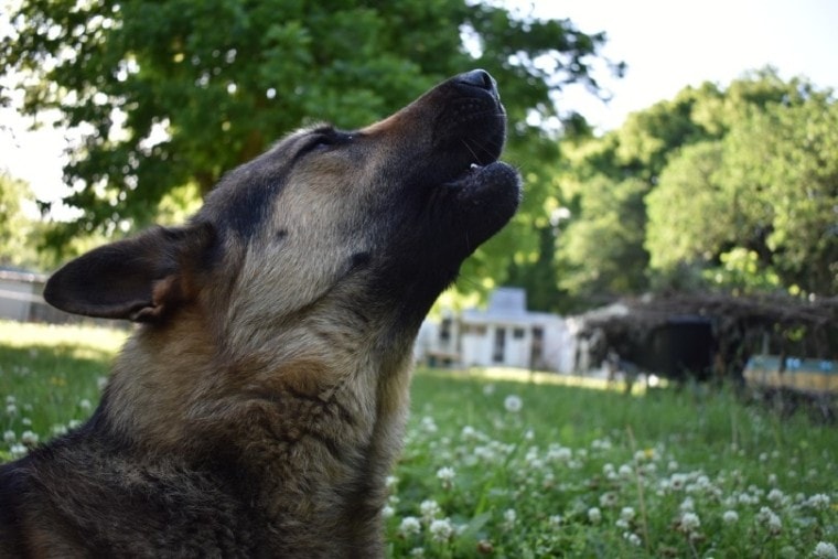 german shepherd dog howling in a field of flowers