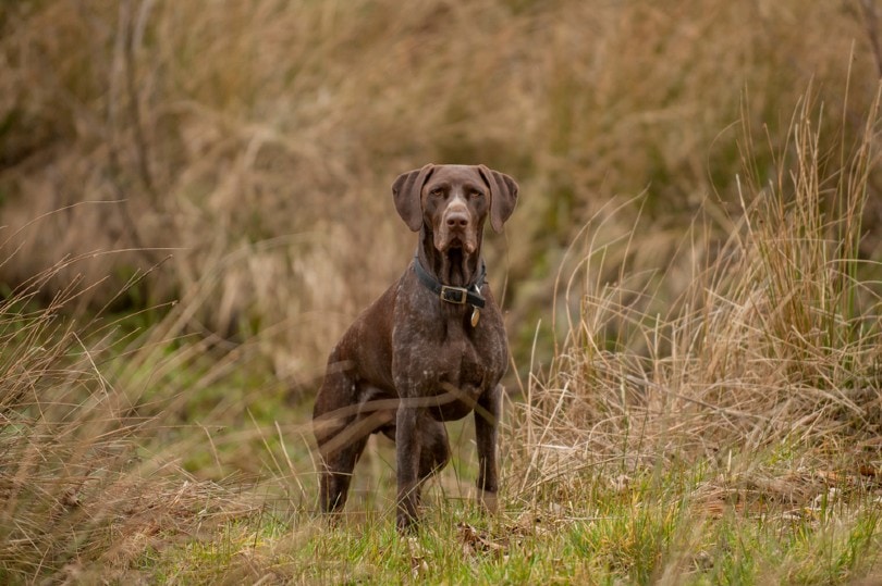 german shorthaired pointer dog in the field