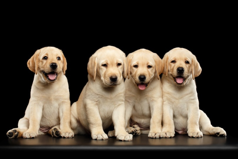 Labrador Puppy Price Canada