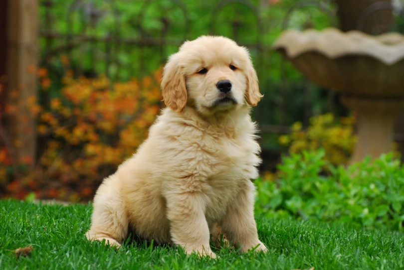 golden retriever puppy sitting on grass