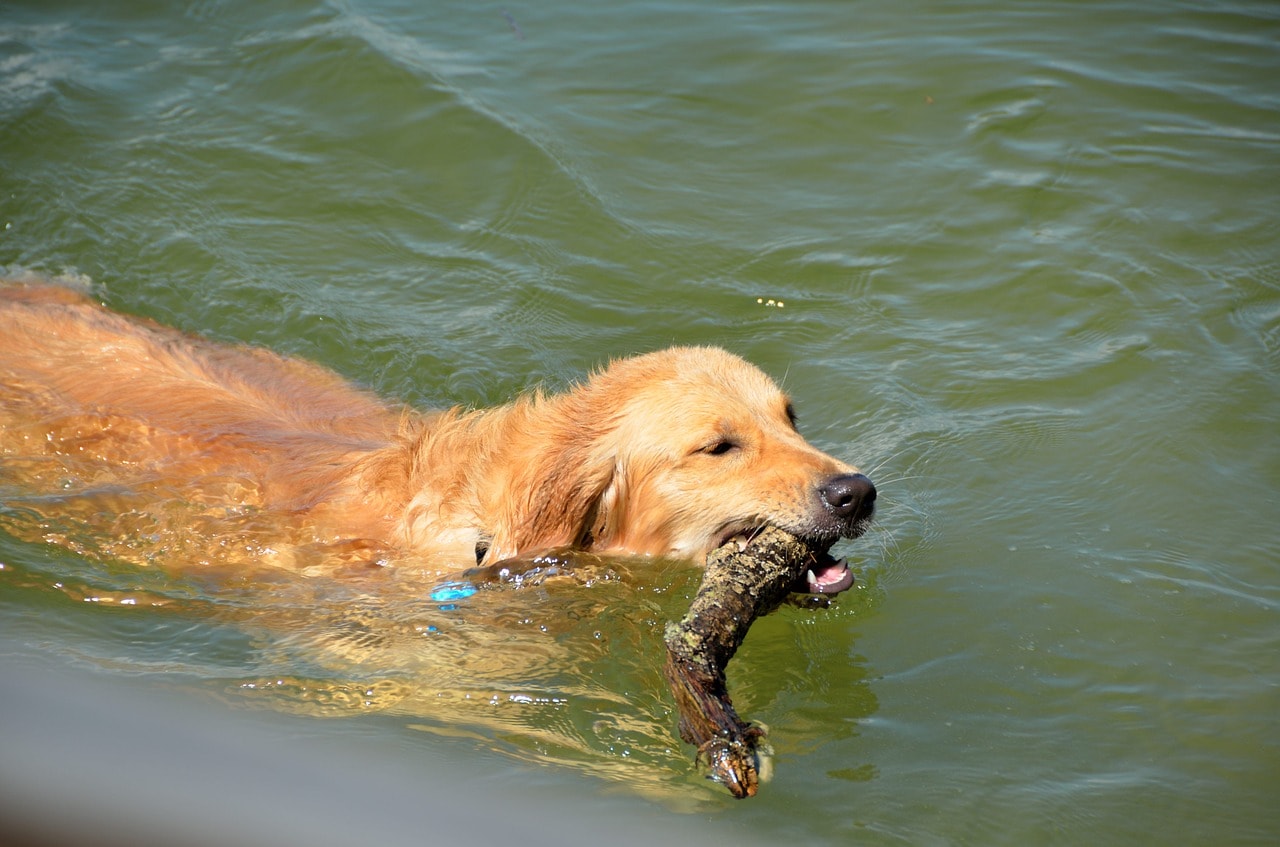 golden retriever swimming