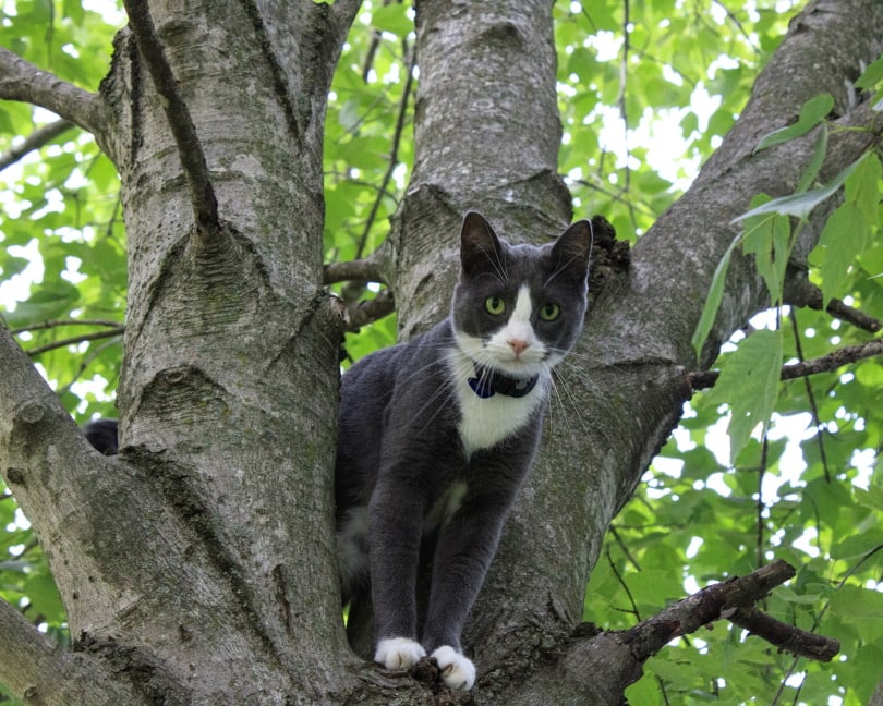 grey cat climbing tree