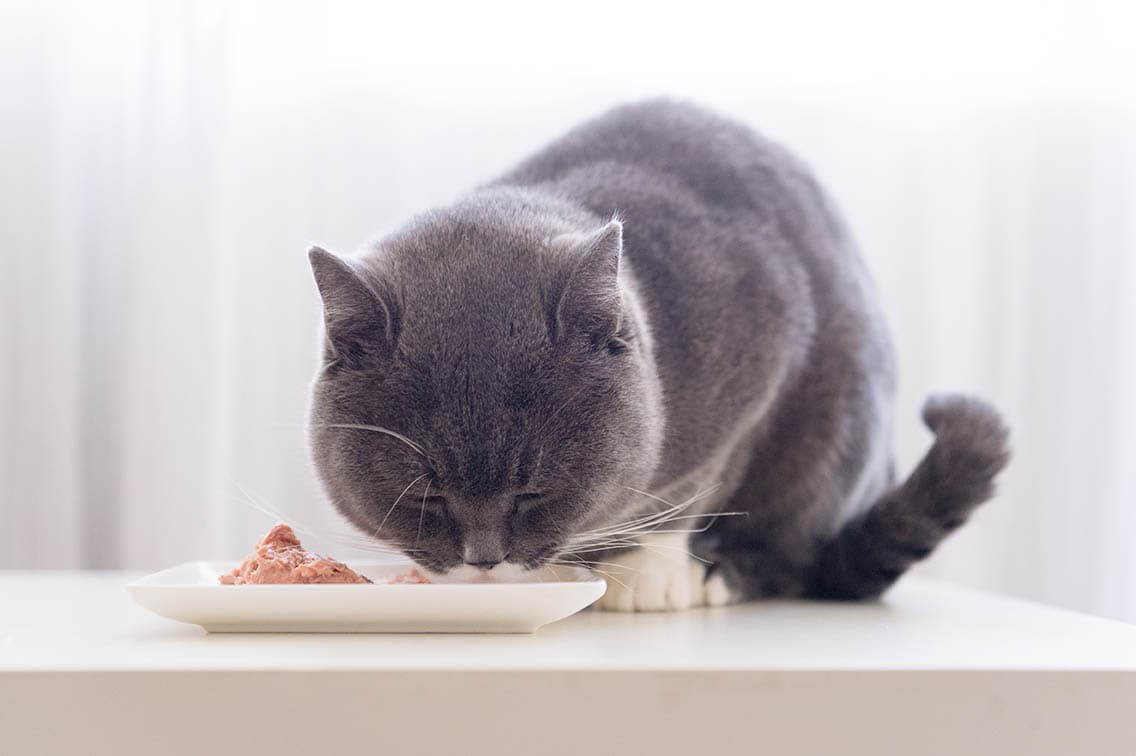 ग्रे बिल्ली गीला खाना खा रही है