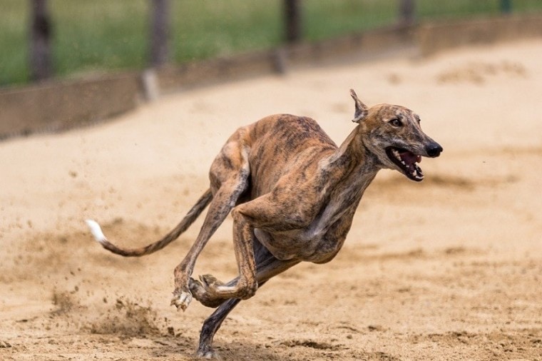 greyhound running outside