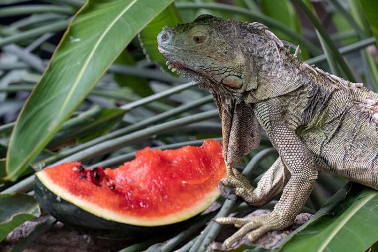 iguana eating watermelon