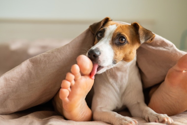 jack russel terrier licking his owner's feet