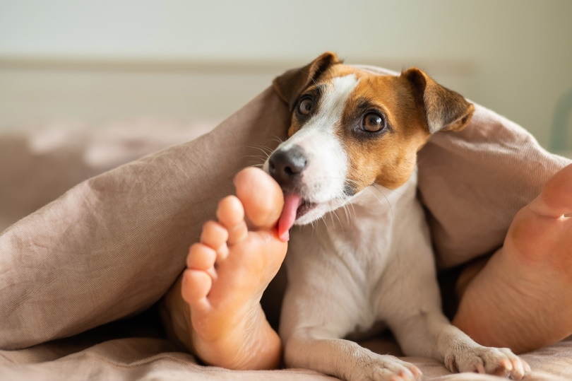 Jack Russel Terrier Licking His Owners Feet Reshetnikov Art Shutterstock 