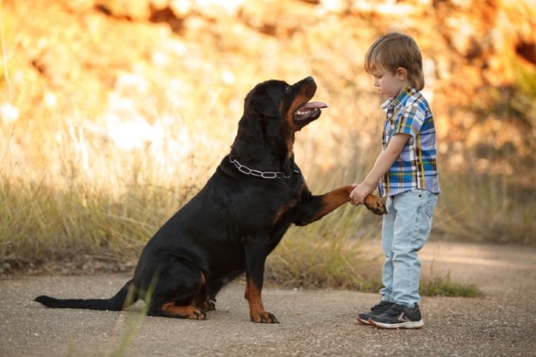 kid playing with rottweiler