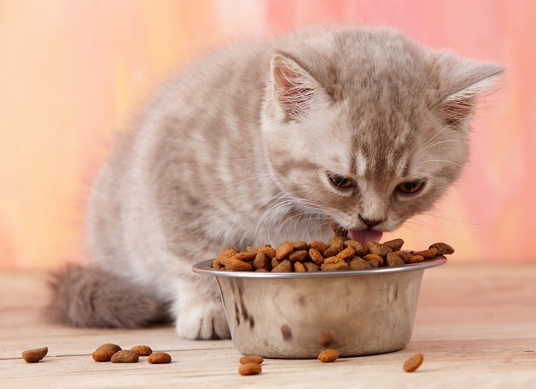 kitten eating dry food