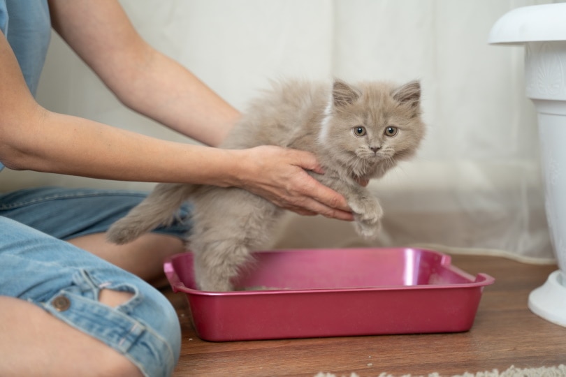 kitten inside litter box Tiplyashina Evgeniya Shutterstock