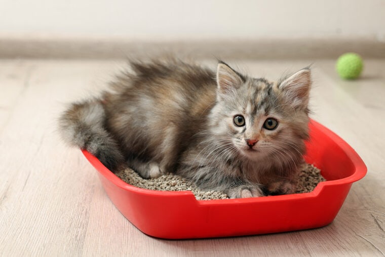 kitten lying on the litter tray