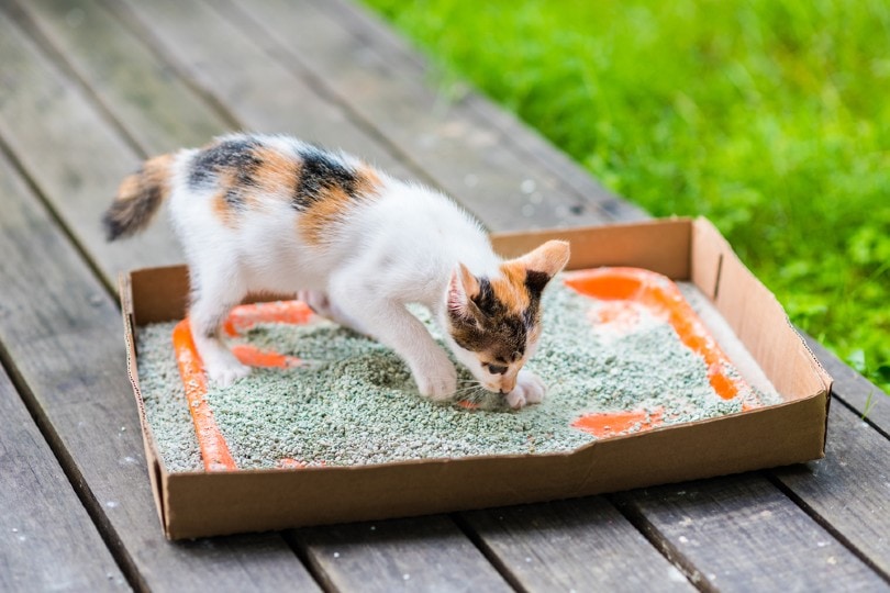 kitten on litter tray outdoors