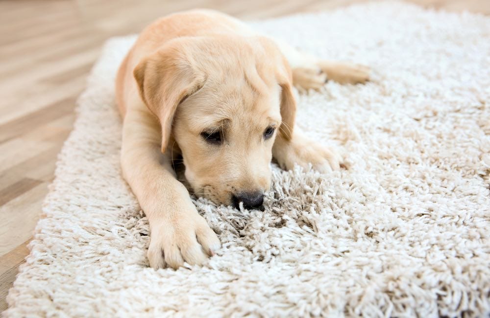 Why Does My Dog Lick the Carpet? 10 Reasons (& How to ...