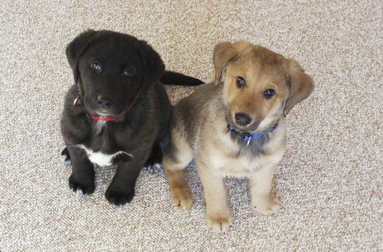 labrador puppies sitting on carpeted floor looking up