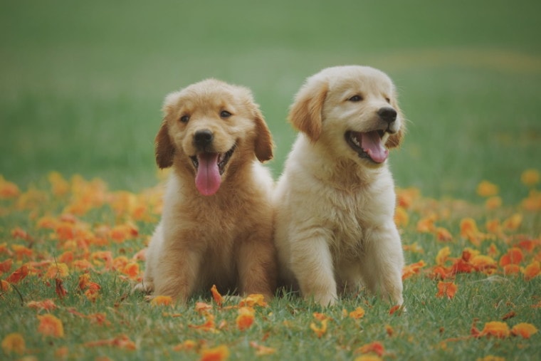 labrador-retriever-puppies-sitting