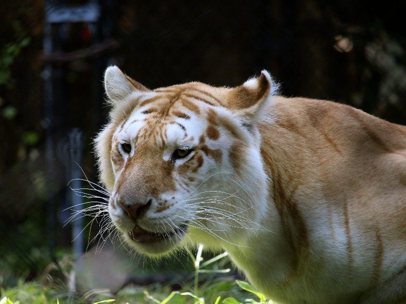 liger lion tiger big cat