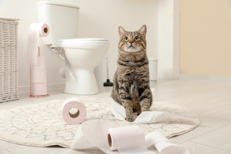 mackerel-tabby-cat-playing-with-roll-of-toilet-paper