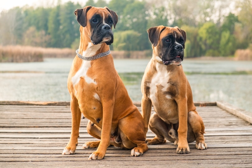 male and famale boxer dog sitting