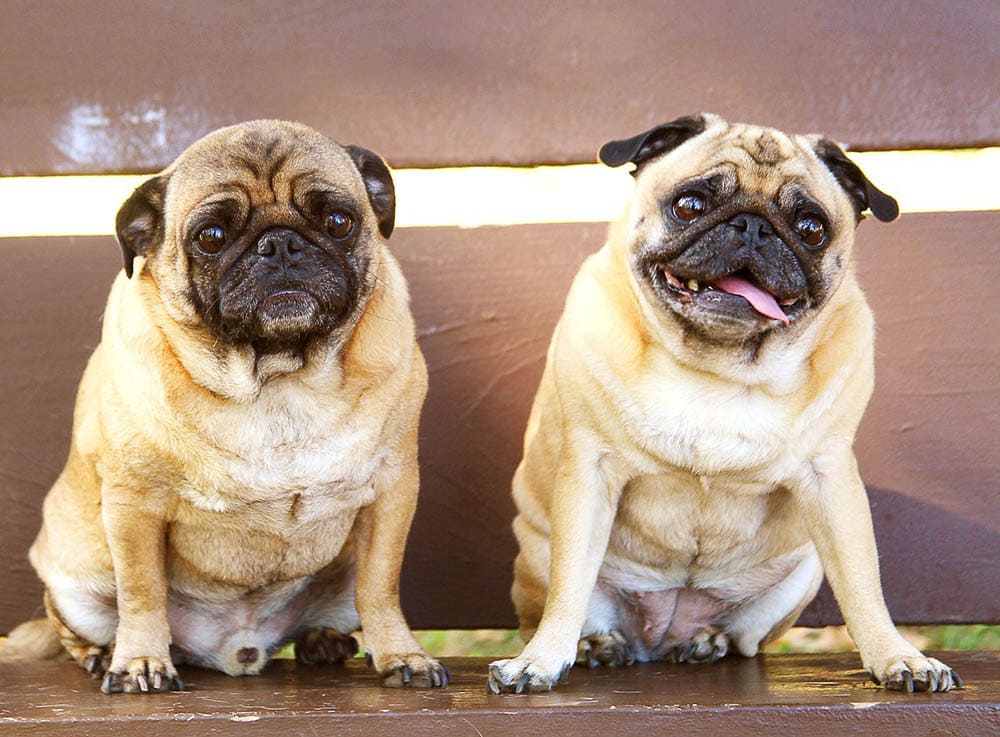 what were pugs used for
