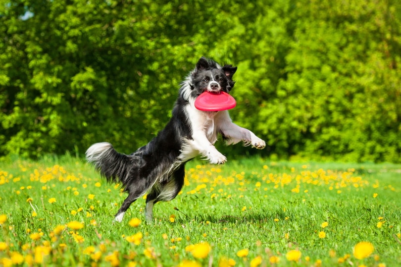 male border collie playing