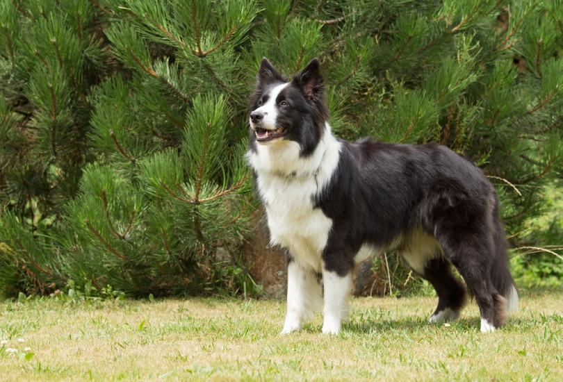 male border collie standing in grass
